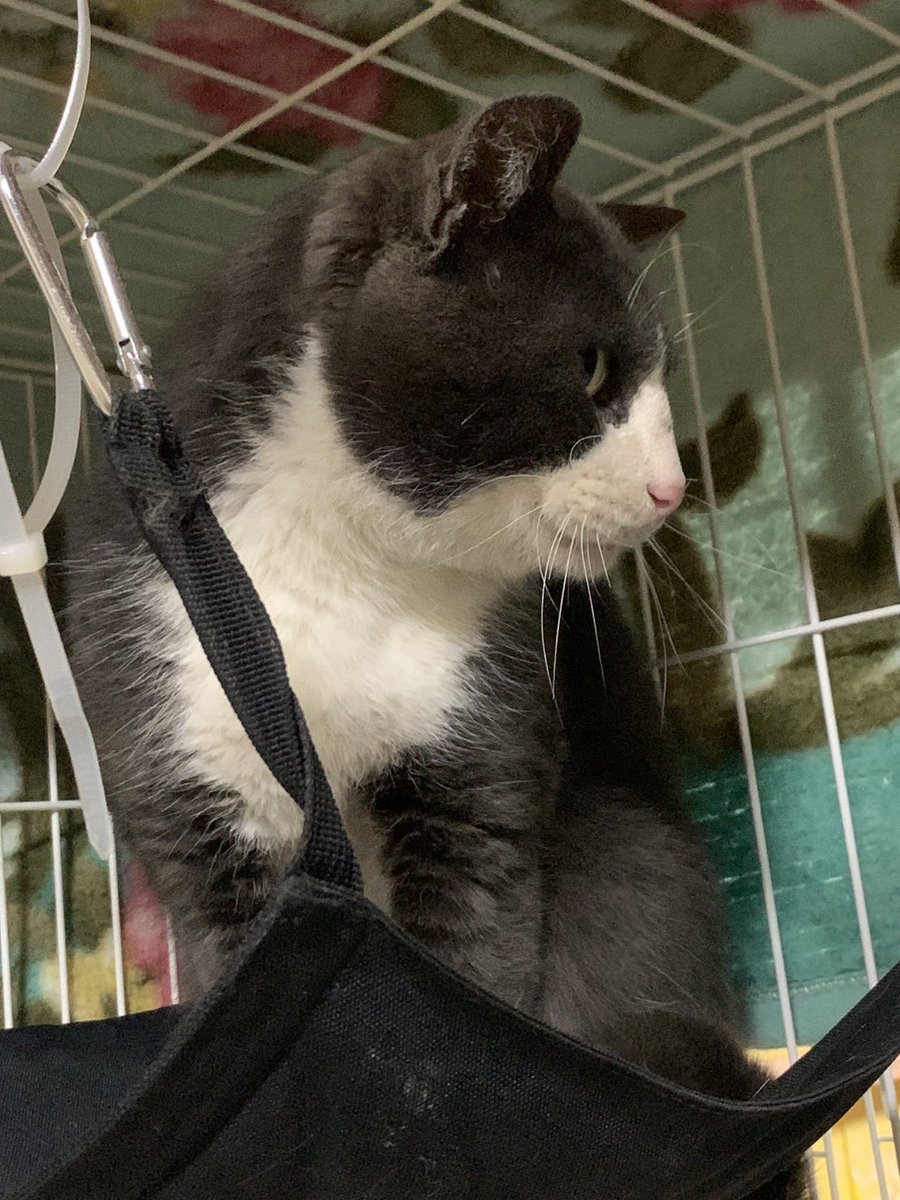 els4gats's tweet photo. 能登半島地震
珠洲市熊谷町で保護された所有者不明の猫さんです！
飼い主さんに届け！！！！！！

保護猫データベースに登録したあります。
詳細はこちら
↓
https://t.co/KbfttNdVGD https://t.co/kAkKcbHvd4