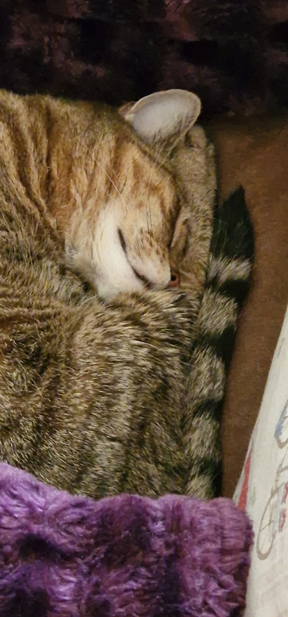 PatchyAmy's tweet image. Morning everypawdy 😻❤️😻
wake me up when you have treats #snuggles