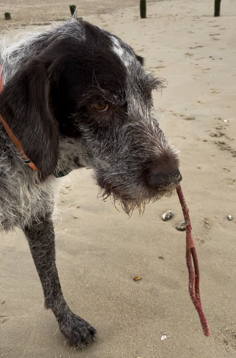 HayhurstBoo's tweet photo. Todays beach find #treasure #beachfind #beachclean #ball #bestfind #seagod #monday #mondaymotivation #dog #dogsoftwitter https://t.co/6MfqZMPkWX