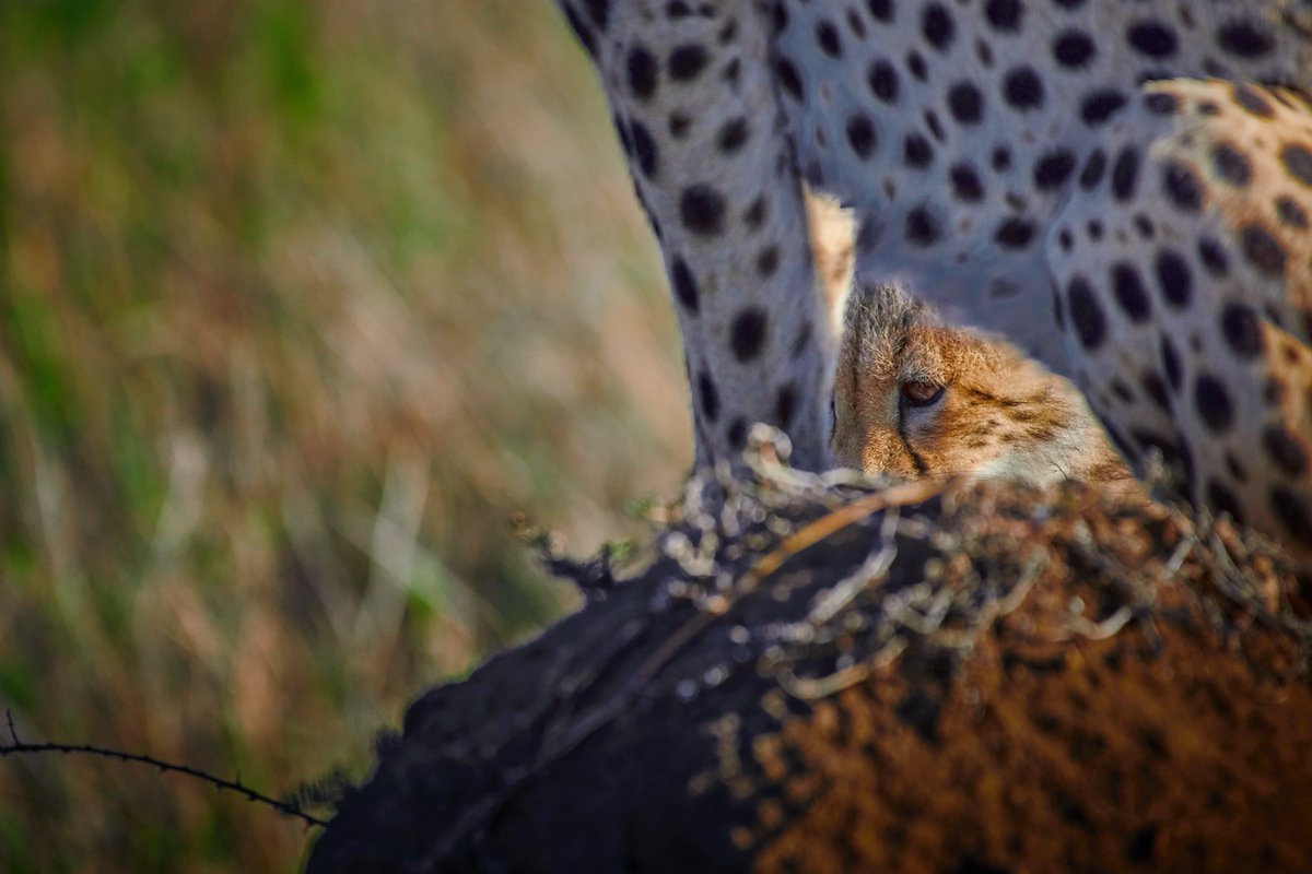 Can you spot the cute eye?
🐆Serengeti | Tanzania
#cheetah #serengeti #cheetahs #bigcats #bigfivesafari #wildlifes #bownaankamal #bownaankamal #bbcearth #serengetinationalpark #biology #jawsafarica #wildlife #iamnikon #bbcwildlifepotd #hipaae #africawildlife #animalplanet #natgeo