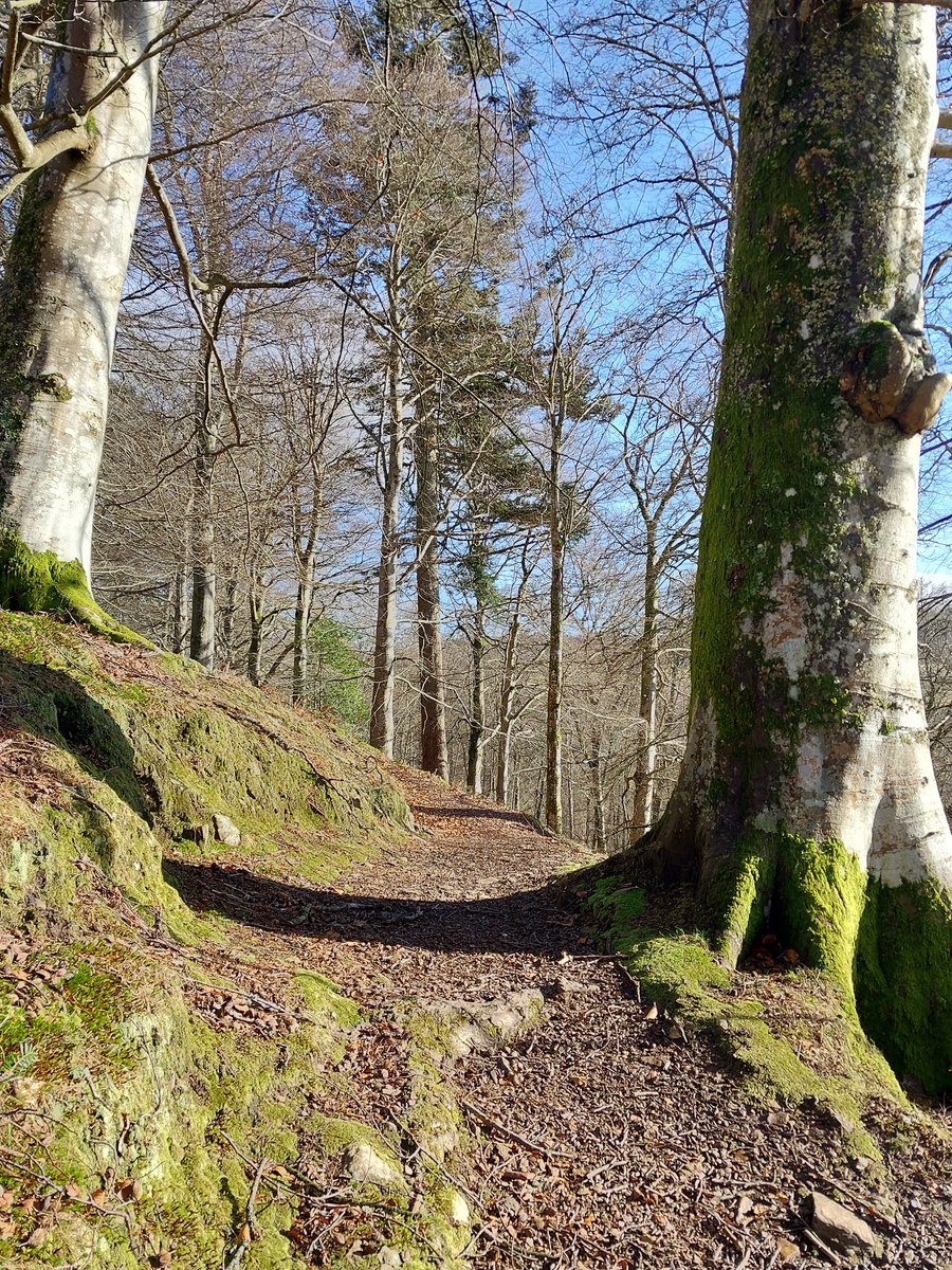 Early spring sunshine on a walk to Mill Dam from #Dunkeld, using the excellent Dunkeld & Birnam path network. See more at @PKCTrust.