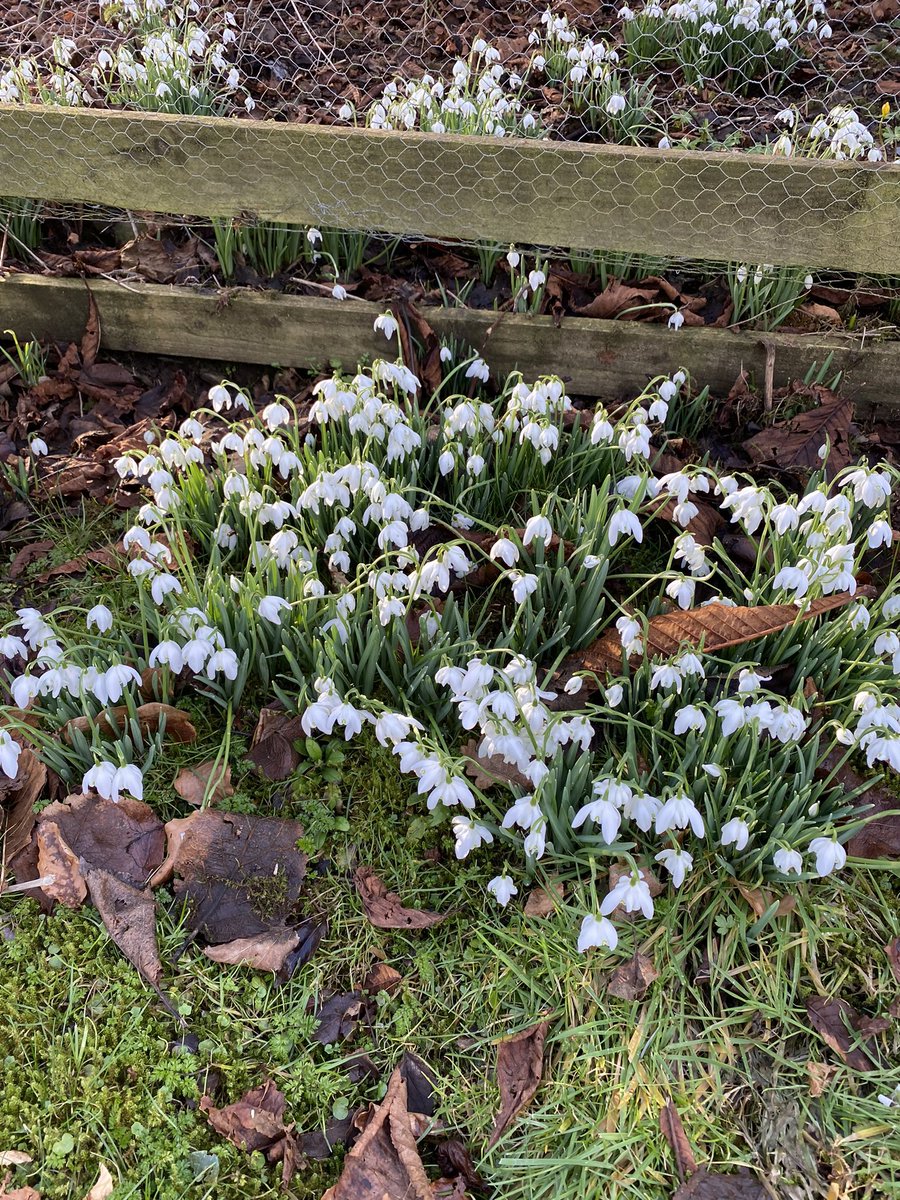 BordersSams's tweet photo. With Spring round the corner we are planning our Fund Raising Plant Sale on Saturday 18th May 2024 between 10am and 2 pm  All welcome at Cotfield, Lilliesleaf. https://t.co/yndjUoLYIB