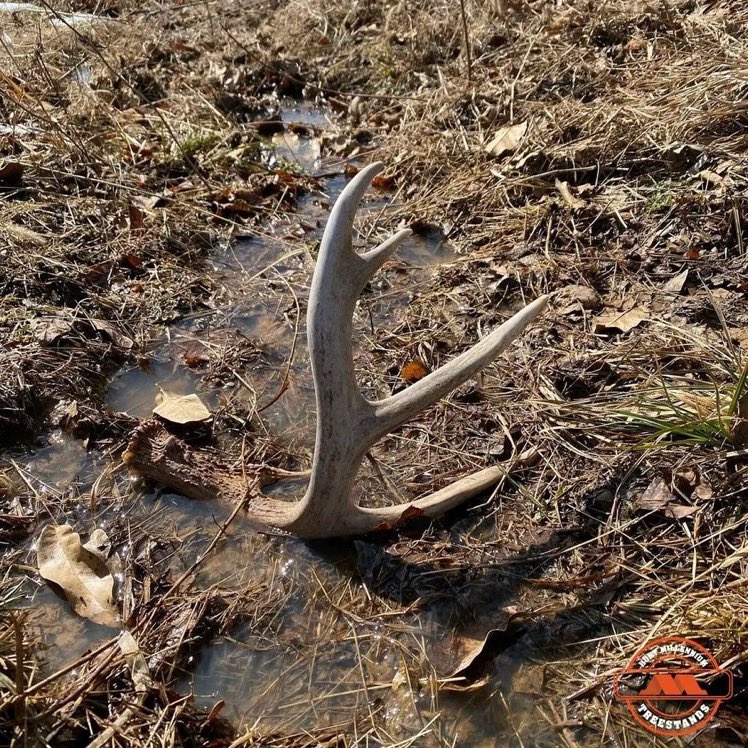 How many fresh sheds have you found?

#MillenniumTreestands #shedhunting #MillenniumOutdoors #treestands #deer #shedrally