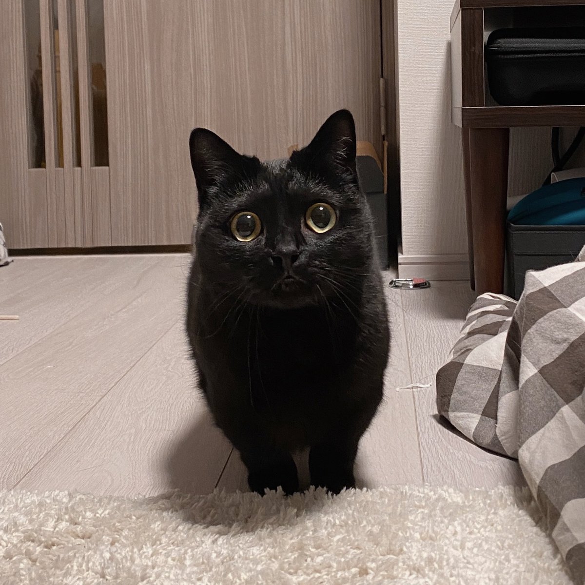 かわいい黒猫ハーブ🌿 on X: 