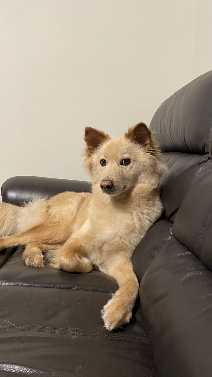 チョコ美味そうだなーって見てきてる顔