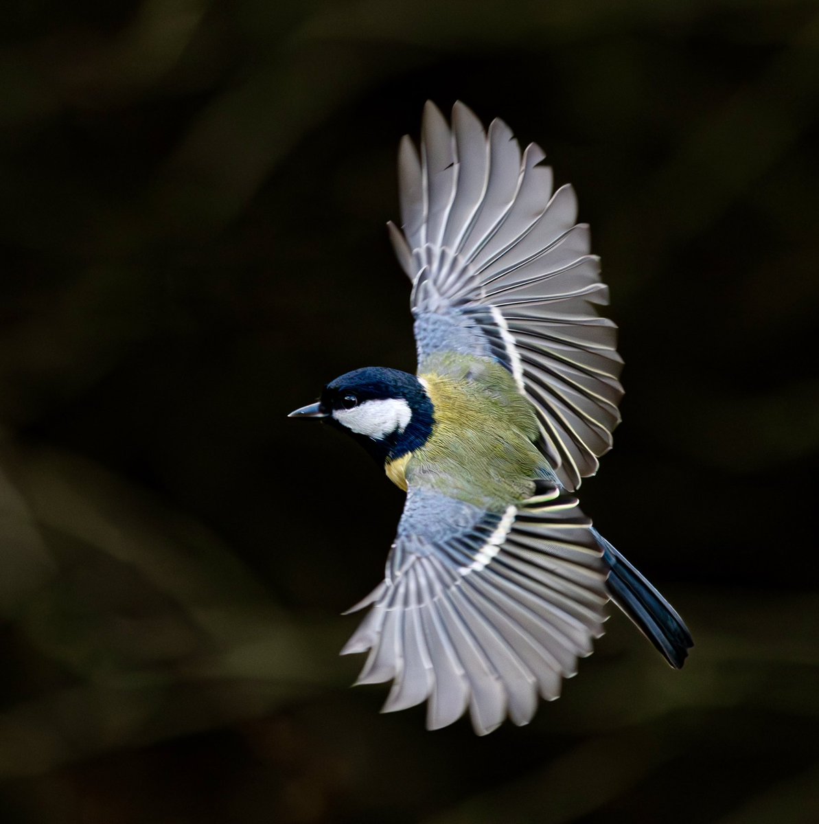 Great tit in flight #fsprintmondays #naturesvoice