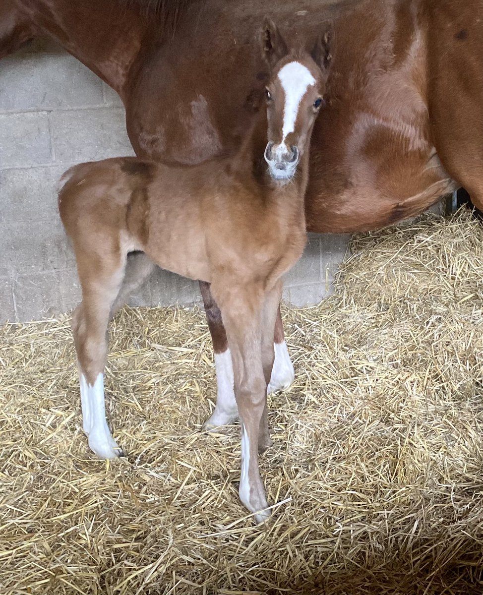 A busy Valentine’s Day❣️ 2nd foal of the year A filly by Logician @shadeoakstud out of Taqdees for owner T.Talbot @TSEquine Also First cover of the season for CAPRI with another, a couple of days later, with many more to come. @Willowwoodstud #BookyourCAPRIcover