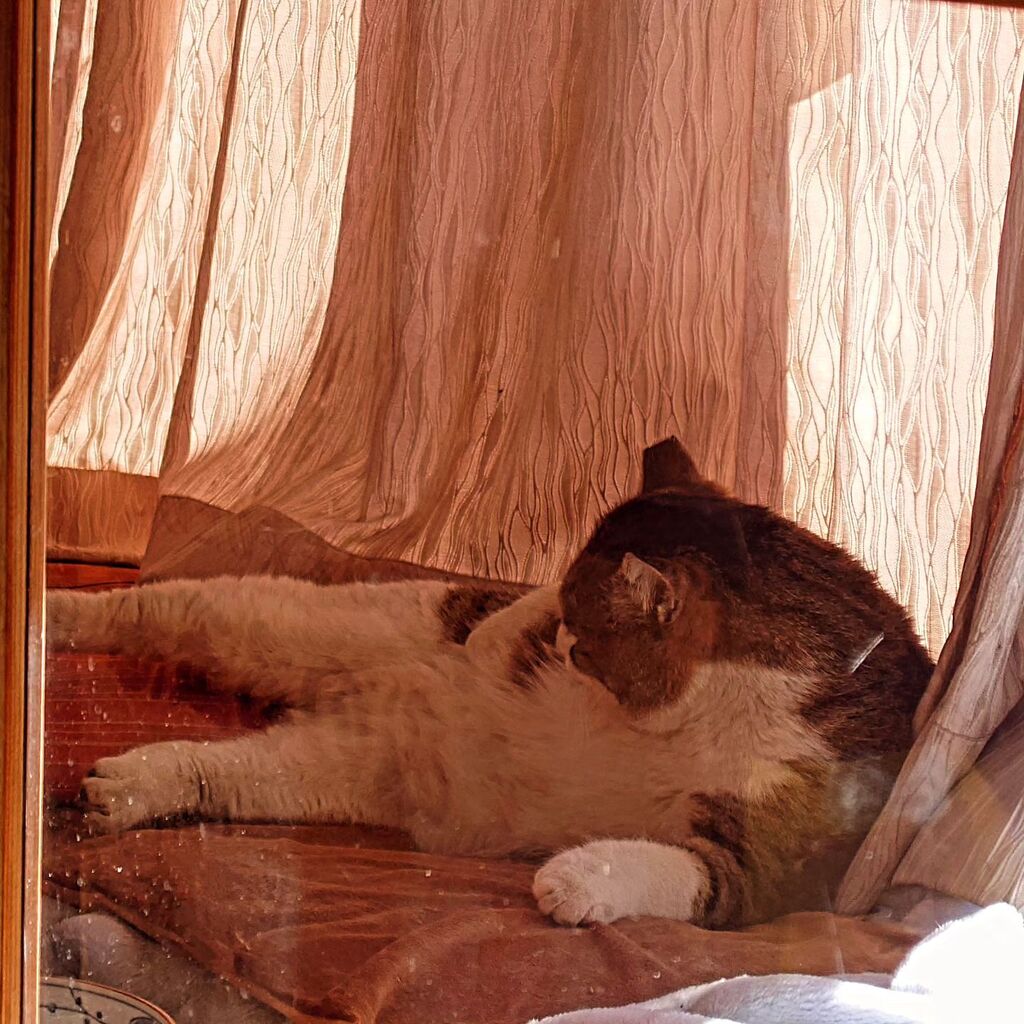 nyankorotaxi's tweet photo. まるちゃんおはよう。
まるちゃん:「今日はおやすみにします。」
Goodmeowning Maru-chan!
Maru-chan:"today isn't MONDAY."
#cat #CvsH #instacat #catstagram #catsofinstagram https://t.co/KDdry67rfJ