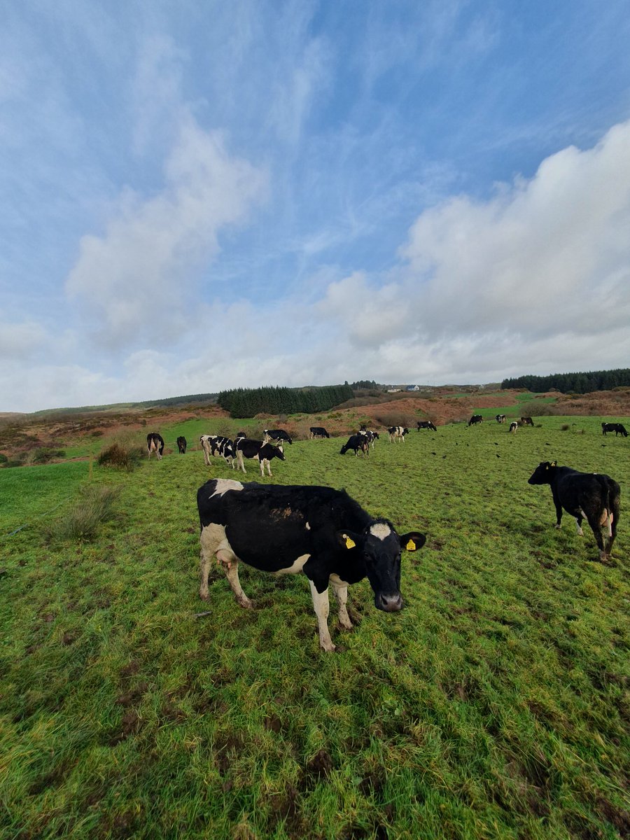 2pintpaddy's tweet photo. Cows spent 2 hours out after , very happy with post grazing cover , cows back in on silage.
#GrassToMil2024🐄🇮🇪 #SpringRotationalPlanner #WestCork🇮🇪🐄 https://t.co/mGlTSaZ1k4