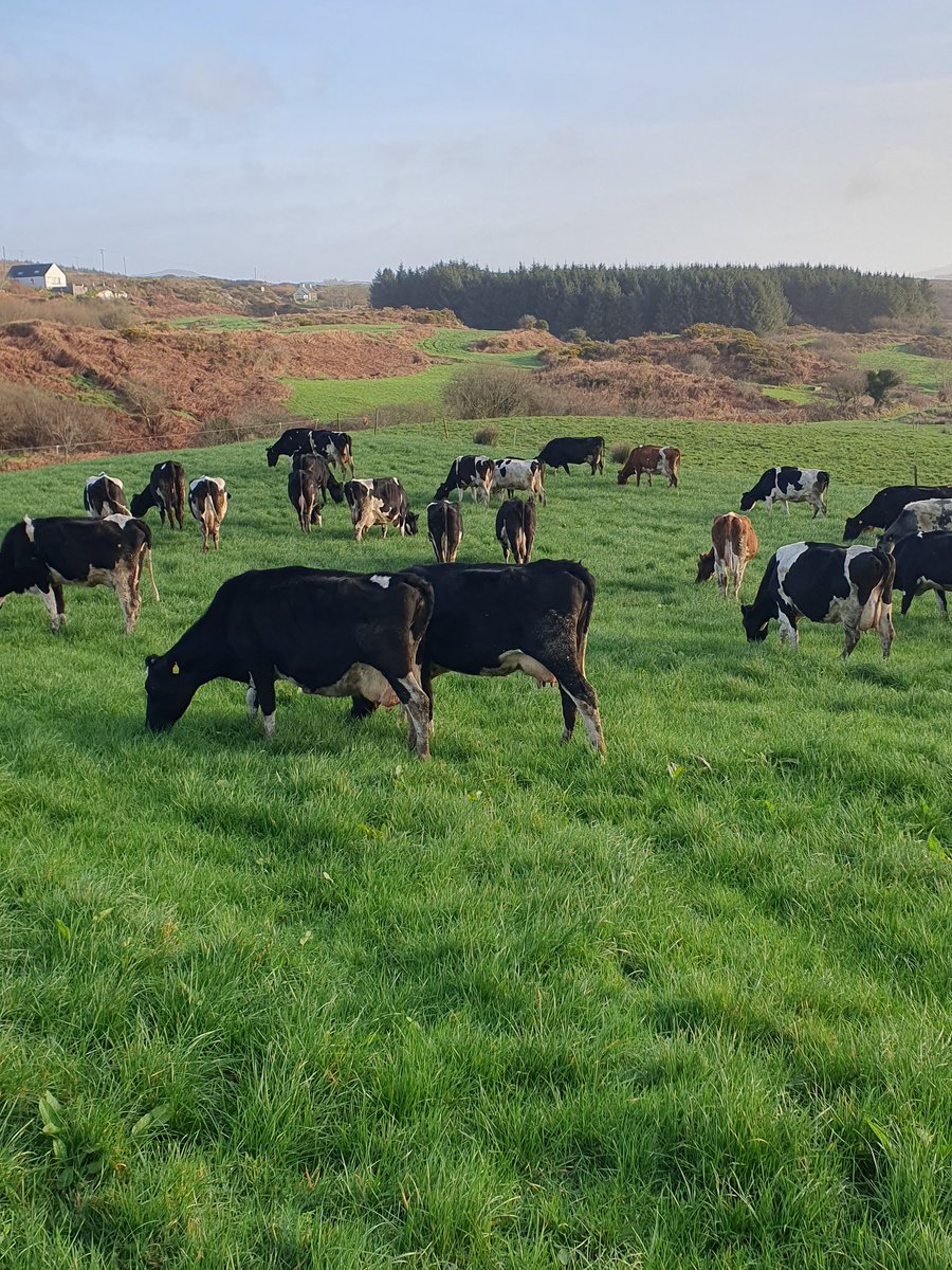 2pintpaddy's tweet photo. Cows spent 2 hours out after , very happy with post grazing cover , cows back in on silage.
#GrassToMil2024🐄🇮🇪 #SpringRotationalPlanner #WestCork🇮🇪🐄 https://t.co/mGlTSaZ1k4