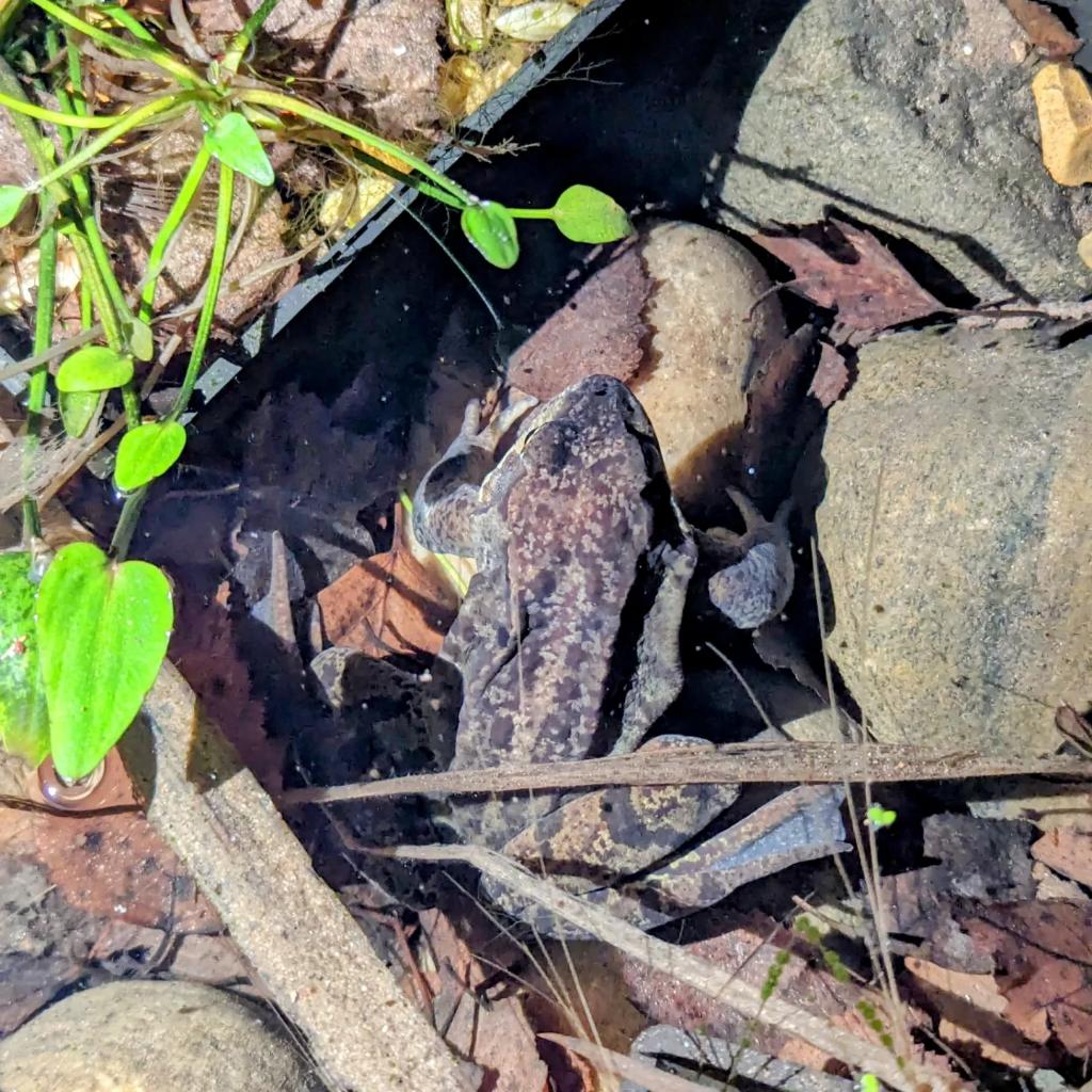 I'm made up to have the first Common Frog of the year to arrive at my garden pond. That's the 17th species photographed (19th overall) to visit the wildlife corner of the garden. Happy days. 🐸💚