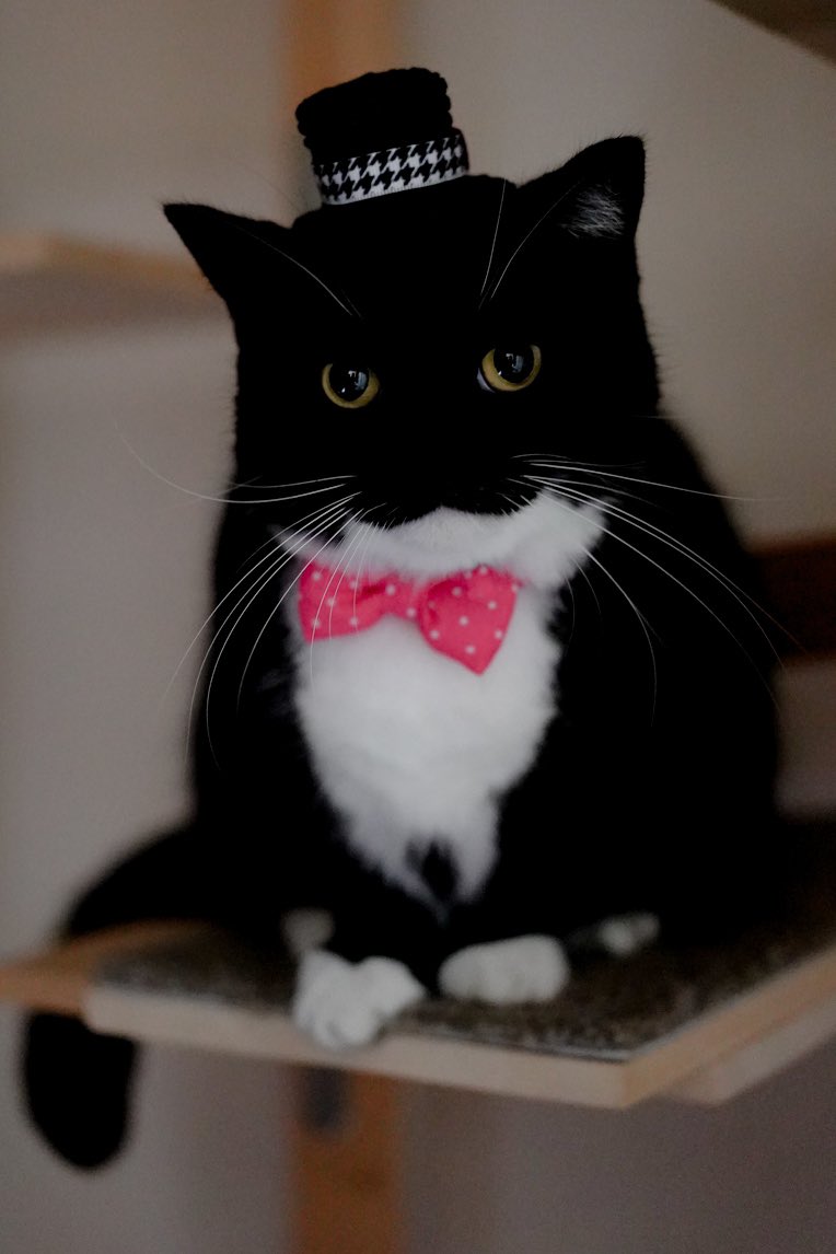 25.N2 タキシードにゃんこ Tuxedo Cat Uni! :3 タキシード猫うに！