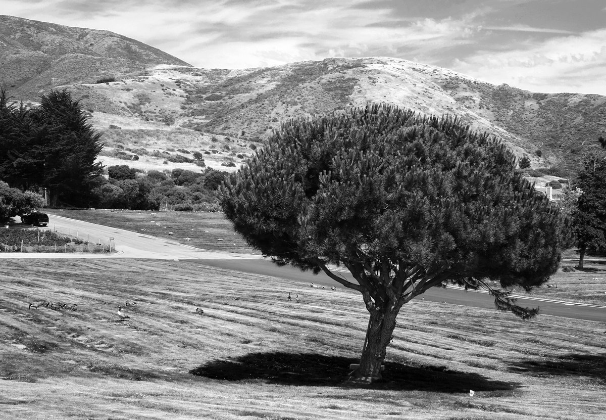 thejourneypwp's tweet photo. PERFECT PLACE
Colma, CA (2023)
copyright © Peter Welch
#nftcollectors #NFTartwork #peterwelchphoto #thejourneypwp #blackandwhitephotography #photography #blackandwhite #Colma #California #bayarea #cemetery #hills #trees #peaceful #empty #sky #ducks #balence #alone #resting #CA https://t.co/8xMv57qScH