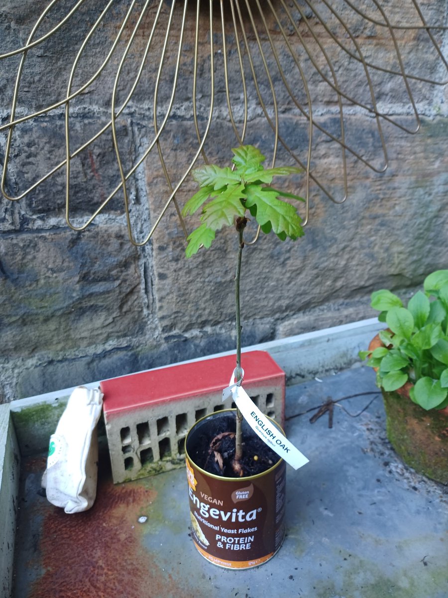 Tree Time (@treetimeedin) on Twitter photo We have lots of free tree events this week! Find us at:
Dalmeny Primary School (Wed)
Morrisons Hunters Tryst (Fri)
Granton Parish Church (Sat)
Check the website for details: tree-time.com/free-trees
<a href="/Edinburgh_CC/">The City of Edinburgh Council</a> <a href="/EdinOutdoors/">Edinburgh Outdoors</a> @WoodlandTrust <a href="/Morrisons/">Morrisons</a> <a href="/GrantonParish/">Granton Church</a> We have lots of free tree events this week! Find us at:
Dalmeny Primary School (Wed)
Morrisons Hunters Tryst (Fri)
Granton Parish Church (Sat)
Check the website for details: tree-time.com/free-trees
<a href="/Edinburgh_CC/">The City of Edinburgh Council</a> <a href="/EdinOutdoors/">Edinburgh Outdoors</a> @WoodlandTrust <a href="/Morrisons/">Morrisons</a> <a href="/GrantonParish/">Granton Church</a>