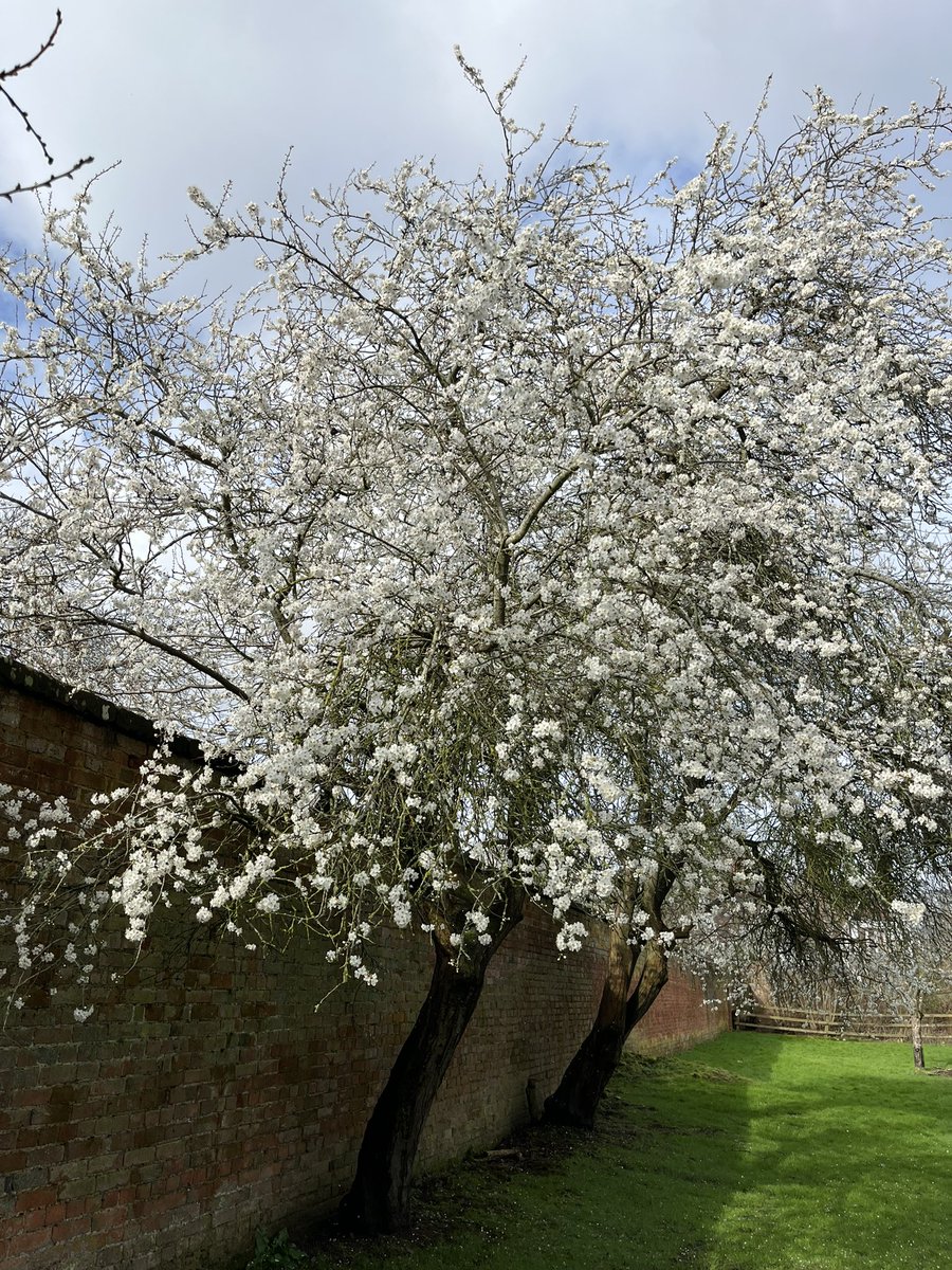 It really feels like spring is in the air in the orchard with the cherry plum blossom in full flower. Have you spotted any early blossom yet this year? 🌸

#blossom #blossomwatch #festivalofblossom #signsofspring #hanburyhallnt #worcestershirehour