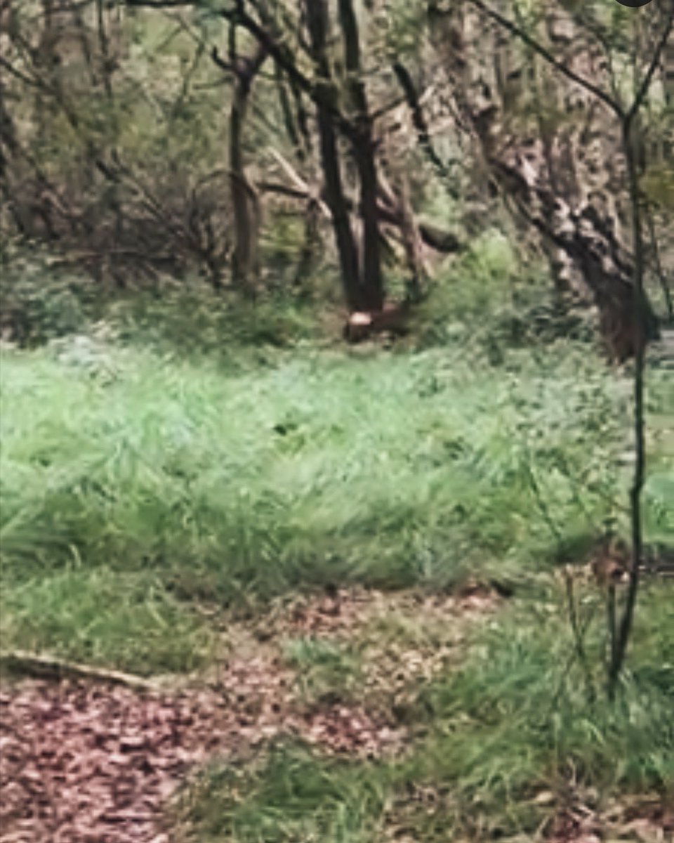 Little fluffy tail 🦌 💚#walkingthedog #naturelovers  #hottubholidays  #visitbritain 
#lincsconnect