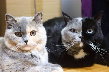 MaslimVict9's tweet photo. meow https://t.co/6jLVyiGPuS
