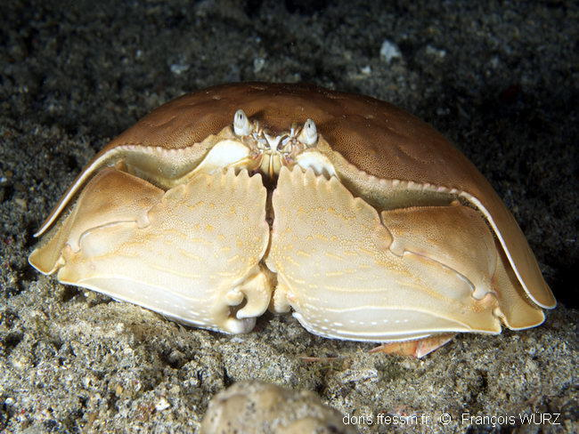 4randompixels's tweet photo. @Neoriceisgood I see a severe lack of crustaceans. What about a calappa crab? https://t.co/cLw3lSmzgT