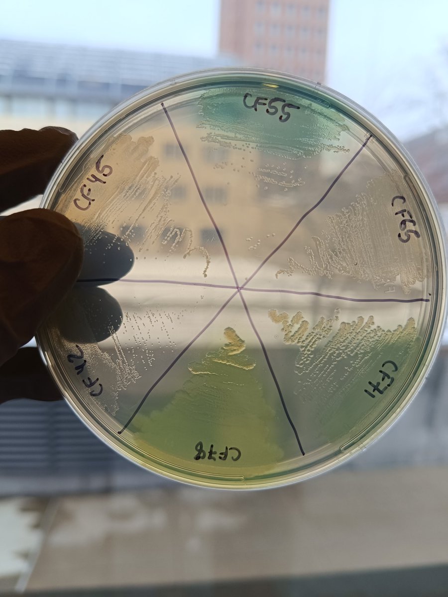 Pseudomonas appreciation post.