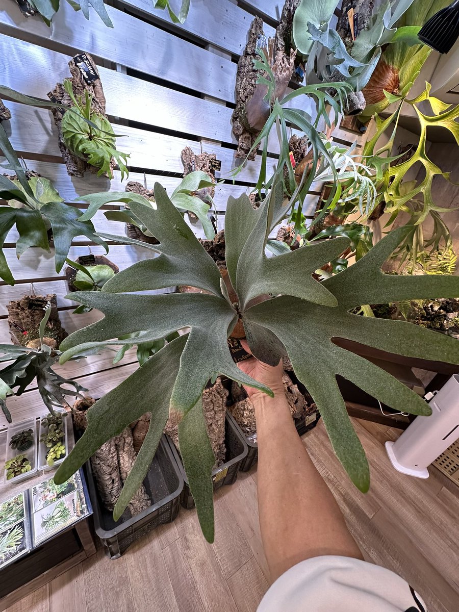 P. bambi ビカクシダ バンビ いい - ビカクシダ 