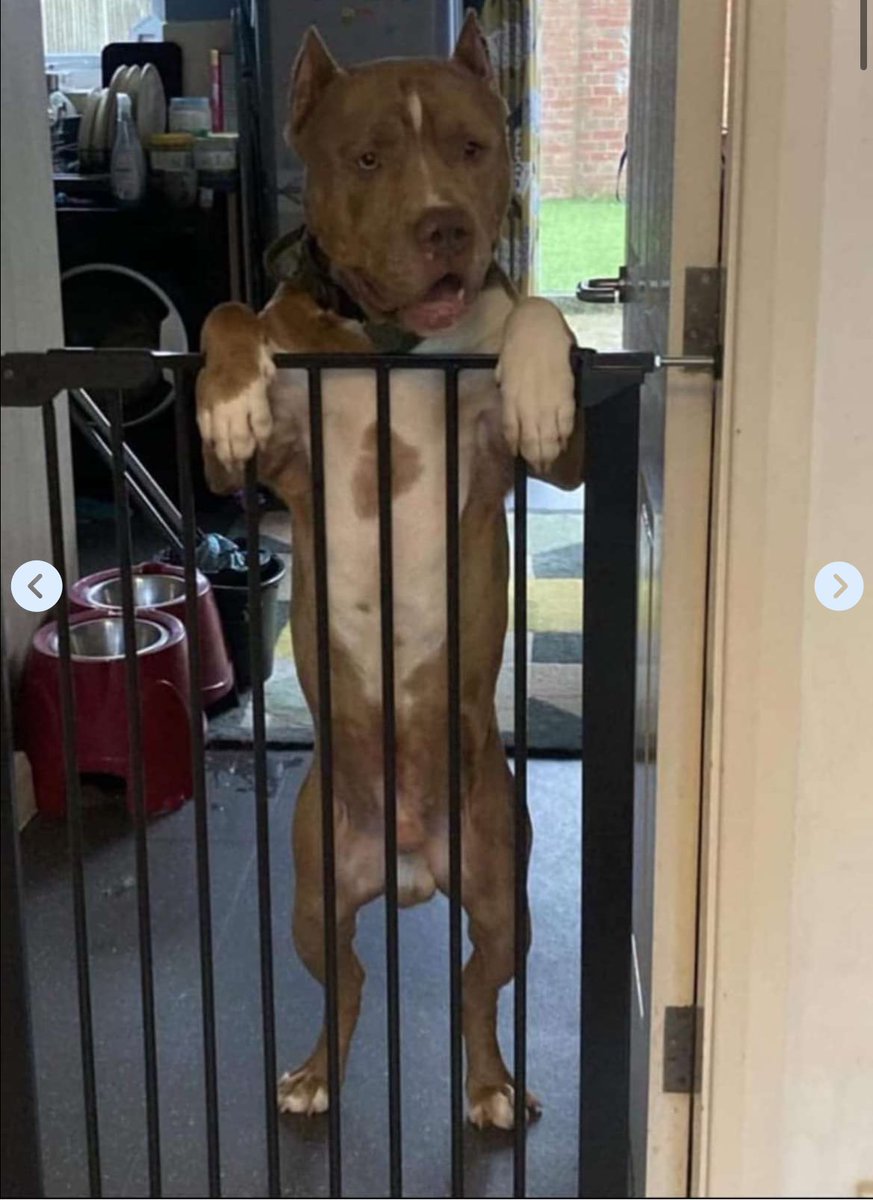 Peter A Smith tweet media