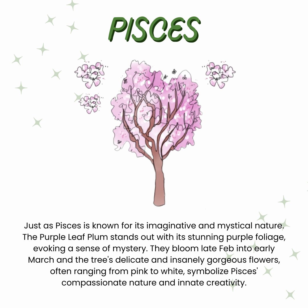 Join us in welcoming Pisces season by celebrating the Purple-leaf Plum tree!