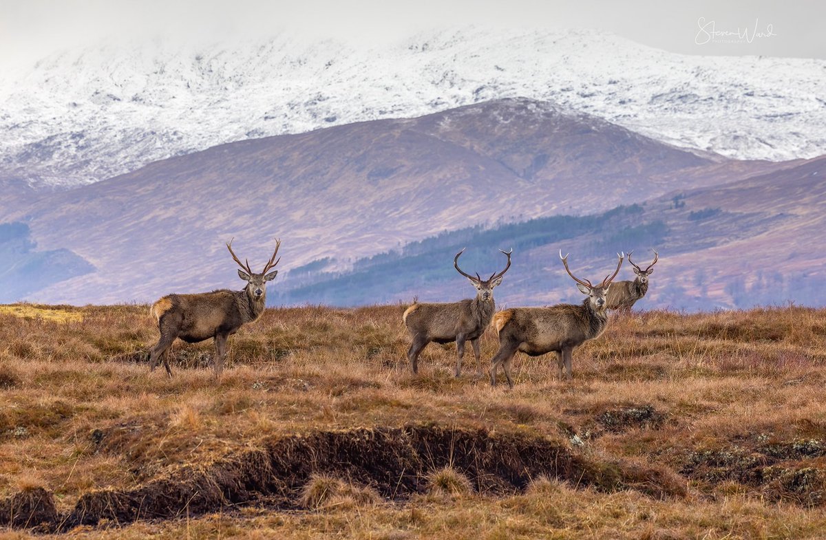 Red Deer Scotland
