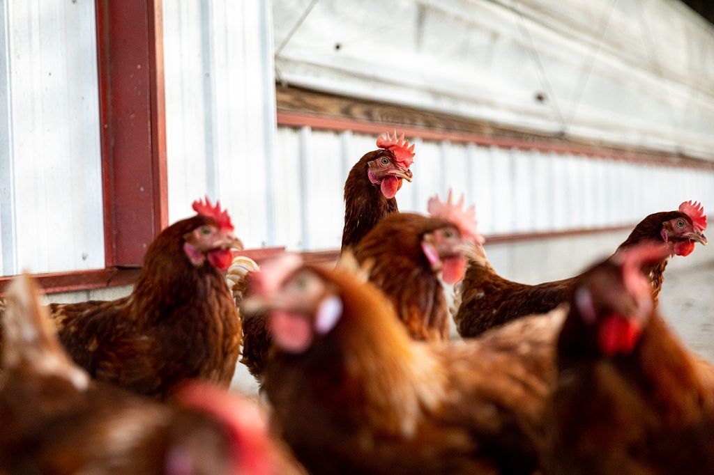 Did you know? 

Our home farm has more than 500 dairy cows, over 100 beef cows, and about 16,000 chickens, all thanks to the hard work of our farmers. Take one of our guided or self-guided tours and learn more about how we take care of all our livestock.