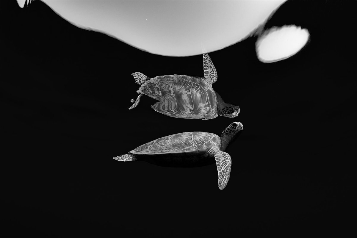¡¡TESOROS HUNDIDOS: FOTOS SUBMARINAS!!

Buceando muy temprano por la mañana en Marsa Egla, a menudo coincidí con la tortuga carey más pequeña y amigable de la bahía. Por sus elegantes movimientos, la observé durante horas comiendo y respirando.

FOTO: RENATA ROMEO