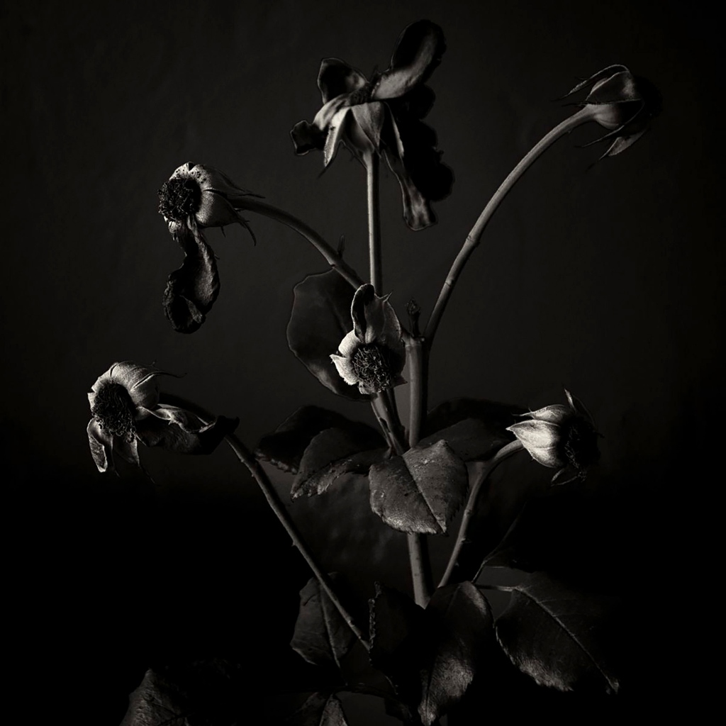 'Six Roses' by Zoltan Puskas