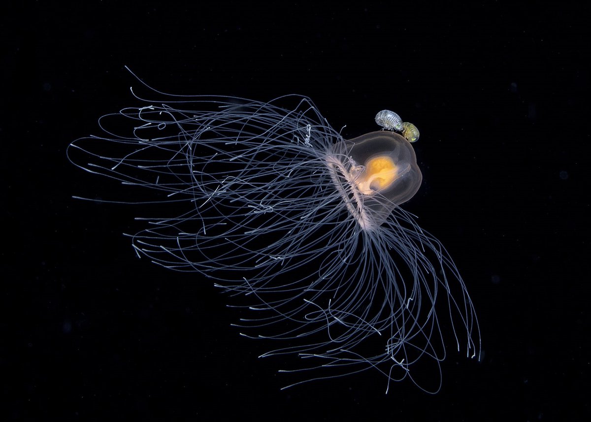 ¡¡TESOROS HUNDIDOS: FOTOS SUBMARINAS!!

Me sumergí en la noche y vi esta medusa, se veía muy linda. Parecía que una criatura alienígena había aparecido frente a mí. Tiene muchos tentáculos, por lo que a veces se ven muy desordenados.

FOTO: CHIEN TINGHOU