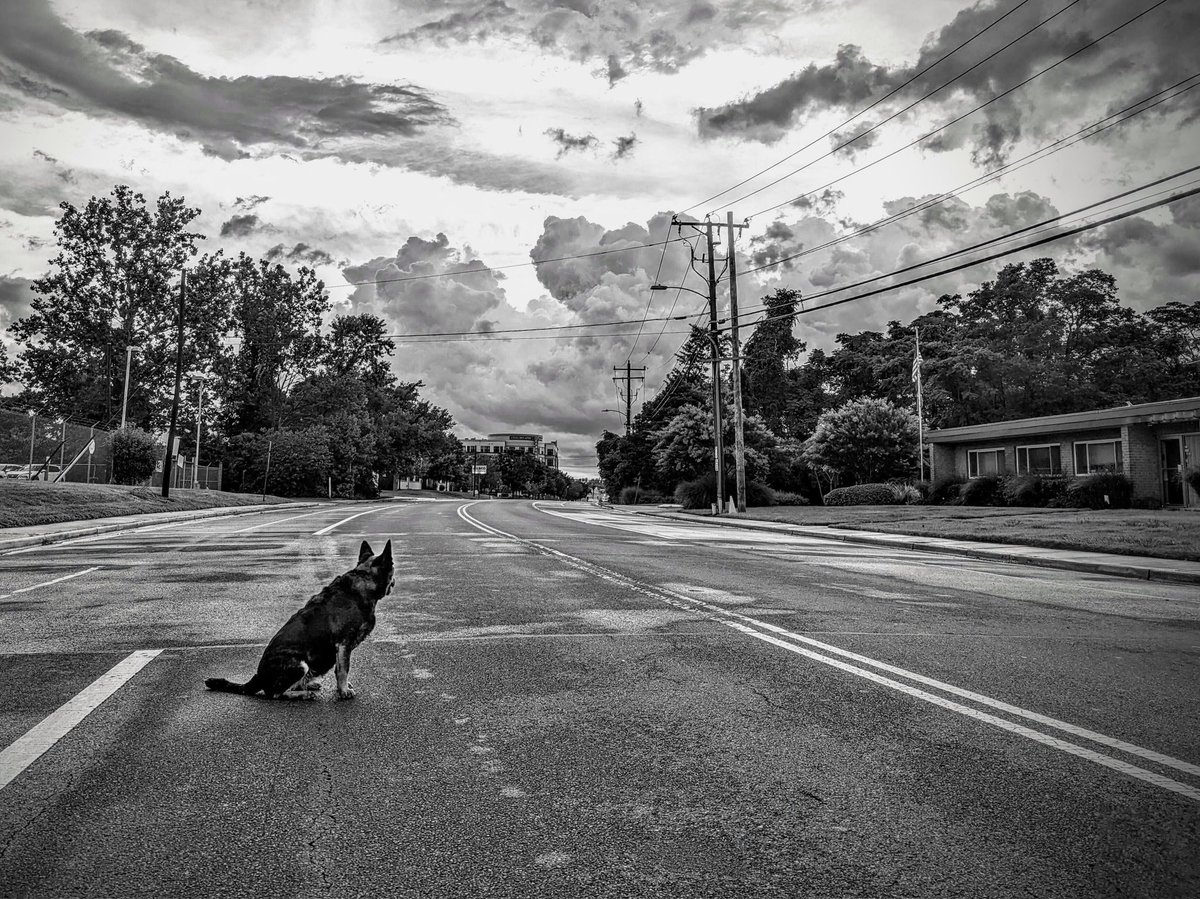 Dog becomes muse when you know that going for a long walk will solve plot points and allow you to move forward on a story. 
#WritingCommunity #writerslife #writers