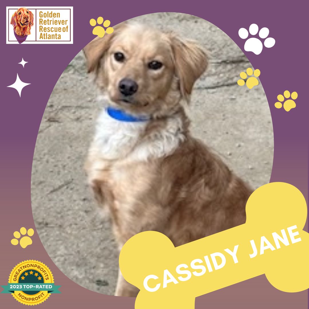 grratlanta's tweet photo. Please take a minute to read about our sweet Cassidy Jane. She's a petite Cocker/Golden mix who's searching for her #GRRAfureverhome. If you're interested in learning more, please check out her profile at https://t.co/s7pVDgkndd https://t.co/vjp6x0CFUN
