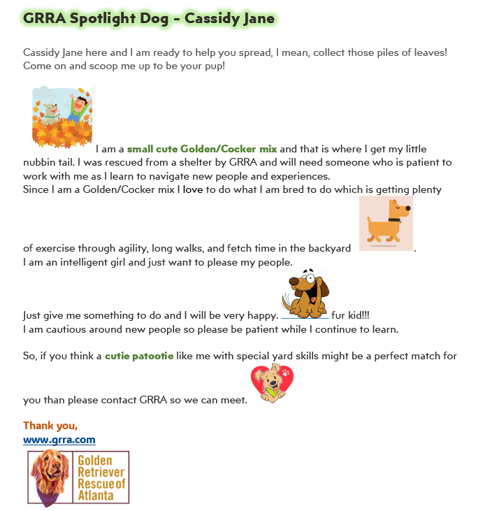 grratlanta's tweet photo. Please take a minute to read about our sweet Cassidy Jane. She's a petite Cocker/Golden mix who's searching for her #GRRAfureverhome. If you're interested in learning more, please check out her profile at https://t.co/s7pVDgkndd https://t.co/vjp6x0CFUN