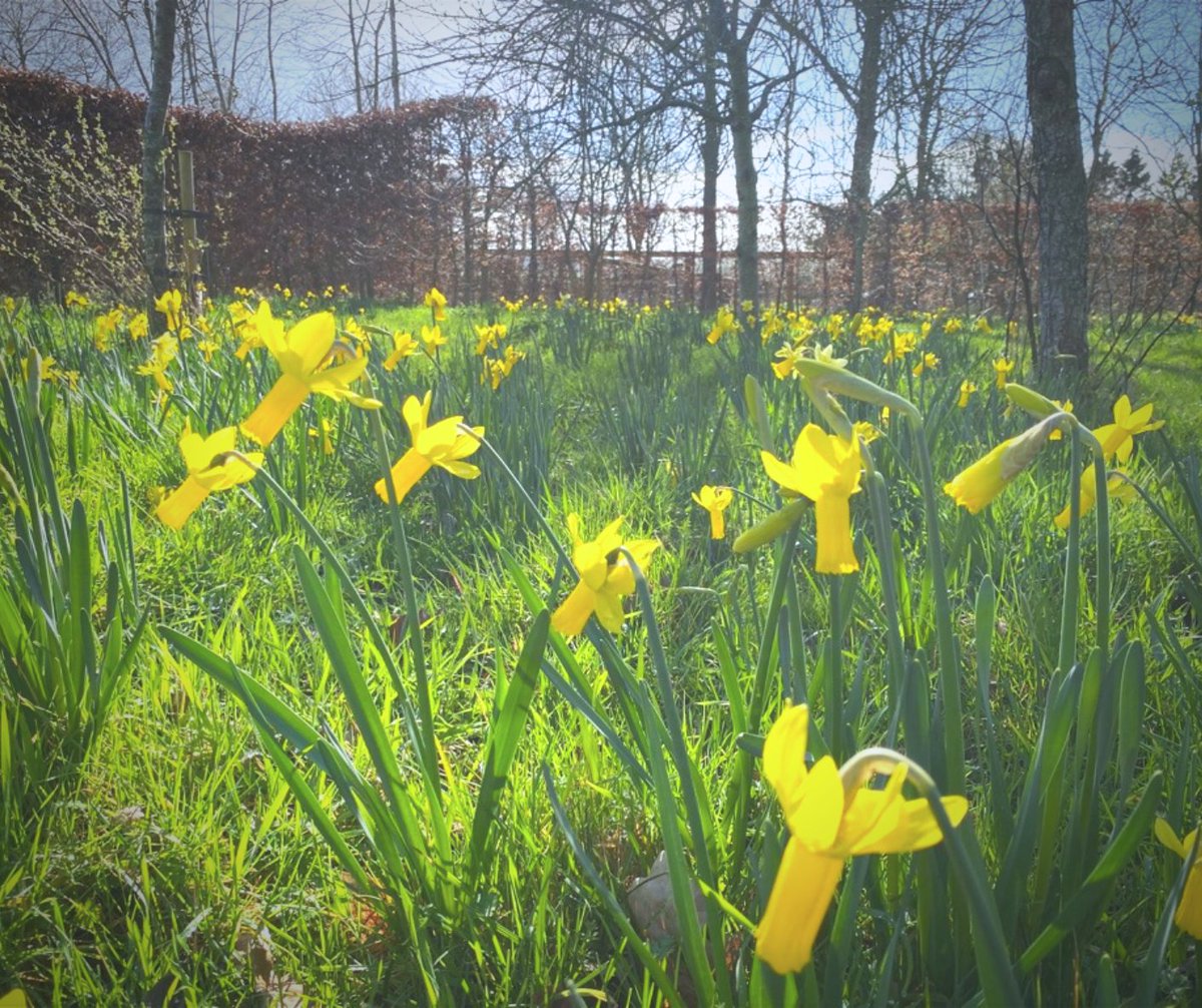 Gearing up for spring #DownOnTheFarm.

#NarcissusAcropolis, #SnowdropNivalis, #EuphorbiaWulfenii, #CrocusRemembrance, #NarcissusCyclamineusRapture