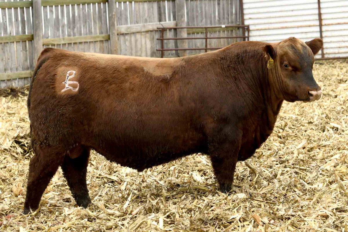 PrairieRedAngus's tweet photo. Prairie Redbull 3425, selling on March 21st!! Pie Complete 1566 son out of our outcross donor dam Prairie Black Heidi 0075 by McCumber Tribute!! See more about our upcoming bull sale at https://t.co/goNaVlmMHd.
#BullSale #MN #Prairie #RedAngus #AngusBull #RedBull #RedAngusSale https://t.co/r8jOTEnl9B