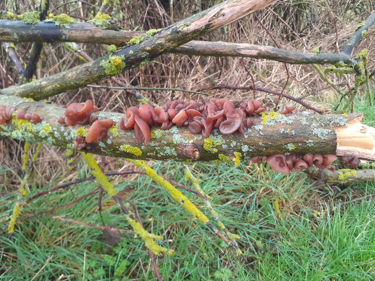 luckyosprey4's tweet photo. Could anyone help identify this fungus I found during a walk yesterday please? https://t.co/TmTR5rykts