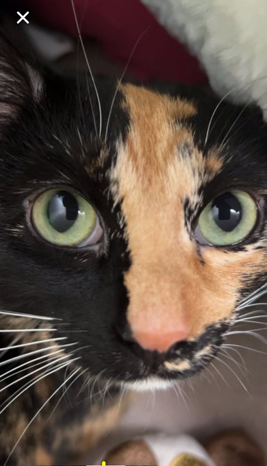 Everyone say &ldquo;Hi Scout&rdquo; 🐱🥹  A little unexpected but still excited 😍  Scout needed to be rehomed and of