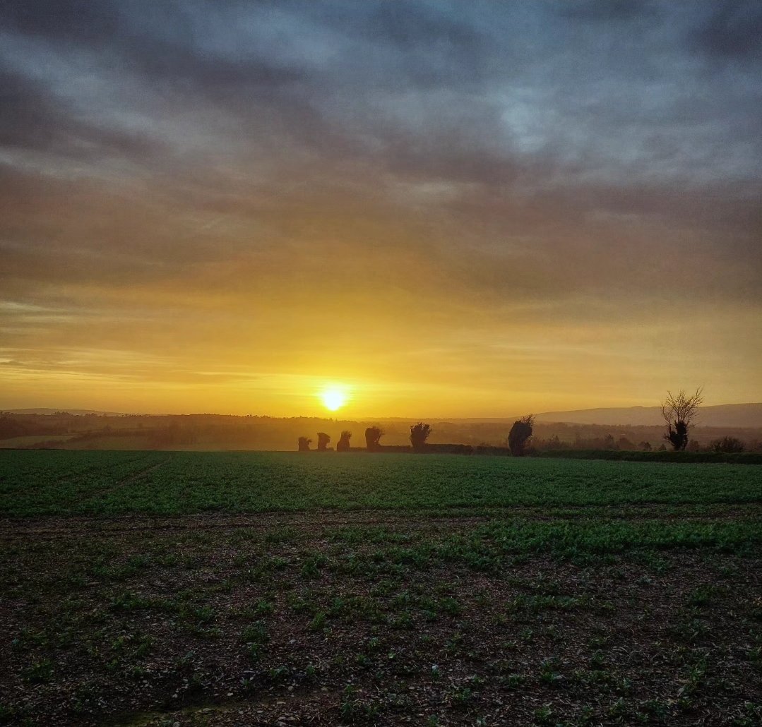 Grand stretch in the evenings #walkingthedog #wexford