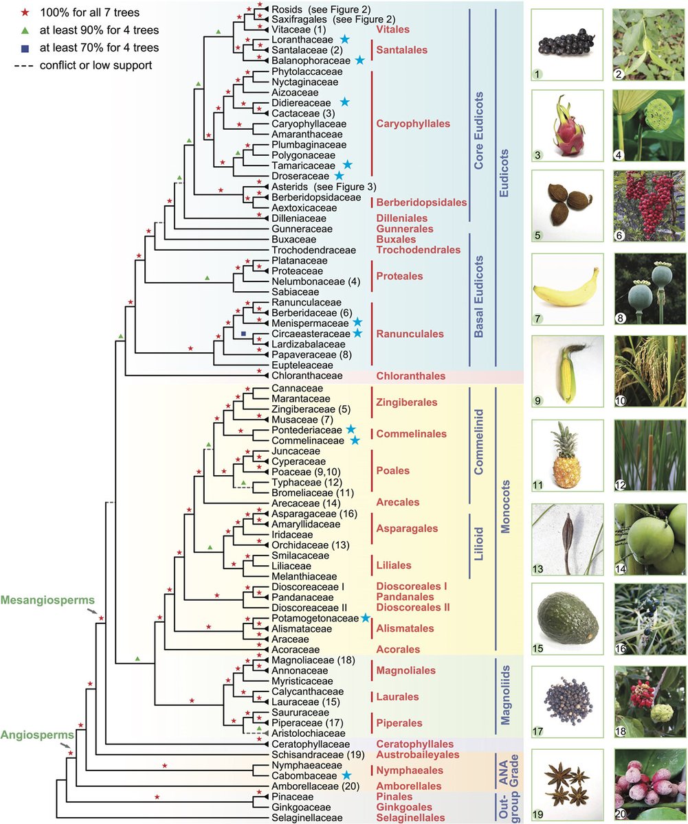 JIPB (@jipbio) on Twitter photo 🍒New tools help us understand🍐the complex world of #fruit🍈#evolution🥭in this remarkable new study from Xiang et al.🍇
🥝doi.org/10.1111/jipb.1… 🫐<a href="/wileyplantsci/">Wiley Plant Science</a> #JIPB #PlantSci #angiosperm🍎#ovary #NuclearPhylogeny #phylogeny 🍒New tools help us understand🍐the complex world of #fruit🍈#evolution🥭in this remarkable new study from Xiang et al.🍇
🥝doi.org/10.1111/jipb.1… 🫐<a href="/wileyplantsci/">Wiley Plant Science</a> #JIPB #PlantSci #angiosperm🍎#ovary #NuclearPhylogeny #phylogeny