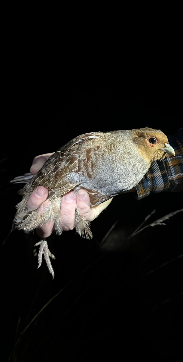 Further dazzling surveys of farmland near Blandford last night with @hoopoe2016te + @Aspensilvaana + @WinterSemeya resulted in us ringing our 1st corn buntings for the site with 2 males. 2 new male grey partridge, 1 woodcock, 2 skylark + 1 fieldfare and meadow pipit also ringed.