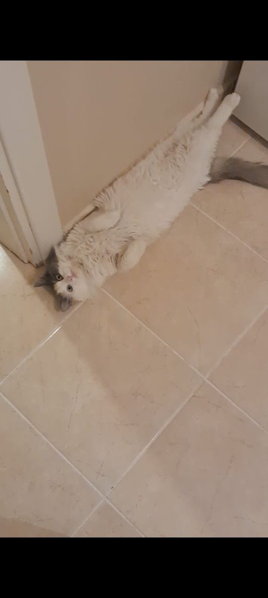 Bivi bemi sahipçiklenene kadav buvda yatçam! 

YUVA!!!
Dişi
Kısır 
8 Aylık
Pufu
İstanbul