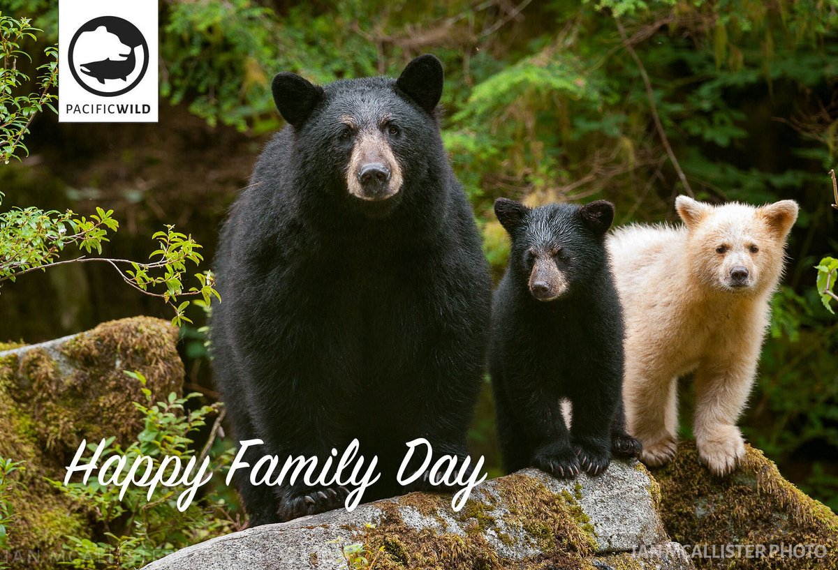 From wolf packs to bald eagles and sea lions, every creature in the Great Bear Rainforest has its own family and every species has the right to celebrate Family Day. 🌿🐺🦅🌊 Happy Family Day from all of us at Pacific Wild! 😀 #Wildlifeconservation #GreatBearRainforest