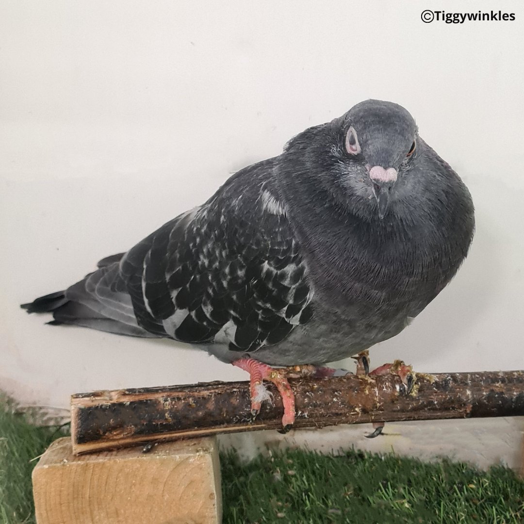 Unlike a lot of other birds, Pigeons breed all year round. This feral pigeon came in with an infection in his right eye. We're treating it with antibiotics & he's making a good recovery. Pigeons are intelligent & are one of only a few birds that recognise themselves in a mirror.