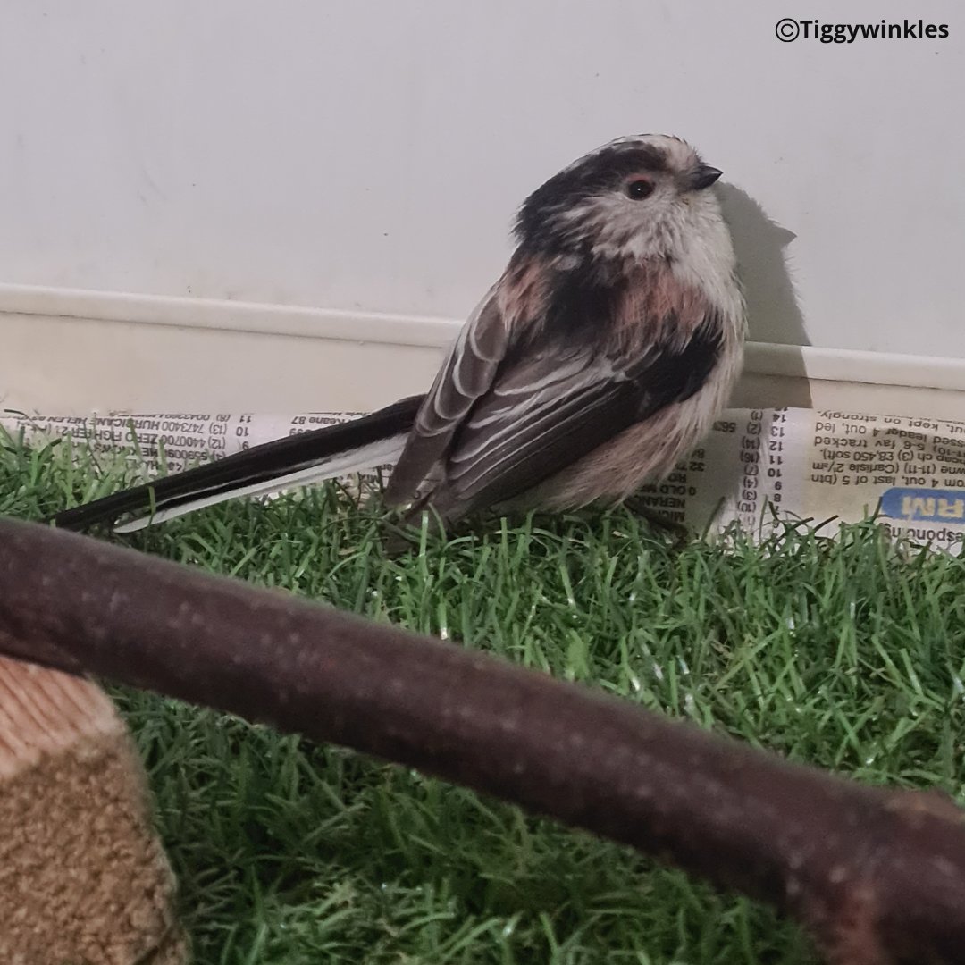 This long tailed tit was brought in when he was found weak & unable to fly. Fortunately, none of his bones are broken & we're confident that with rest and fluids he'll make a good recovery. Once a successful test flight has been carried out, we can release him back into the wild.