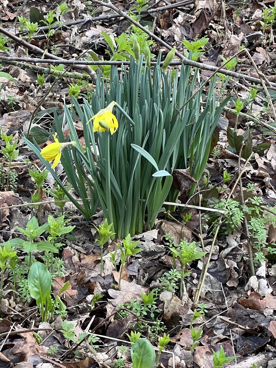 wendyk1501's tweet image. Forgot the daffodils, the ones in the more sheltered spots are out already 😊 #almostspringtime