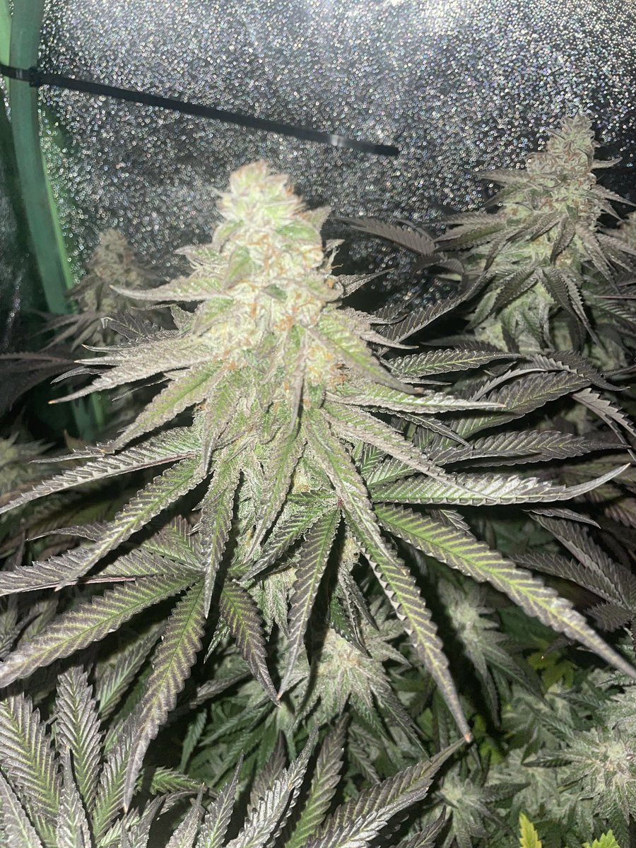 Oh boy! #growyourown #CannabisCommunity