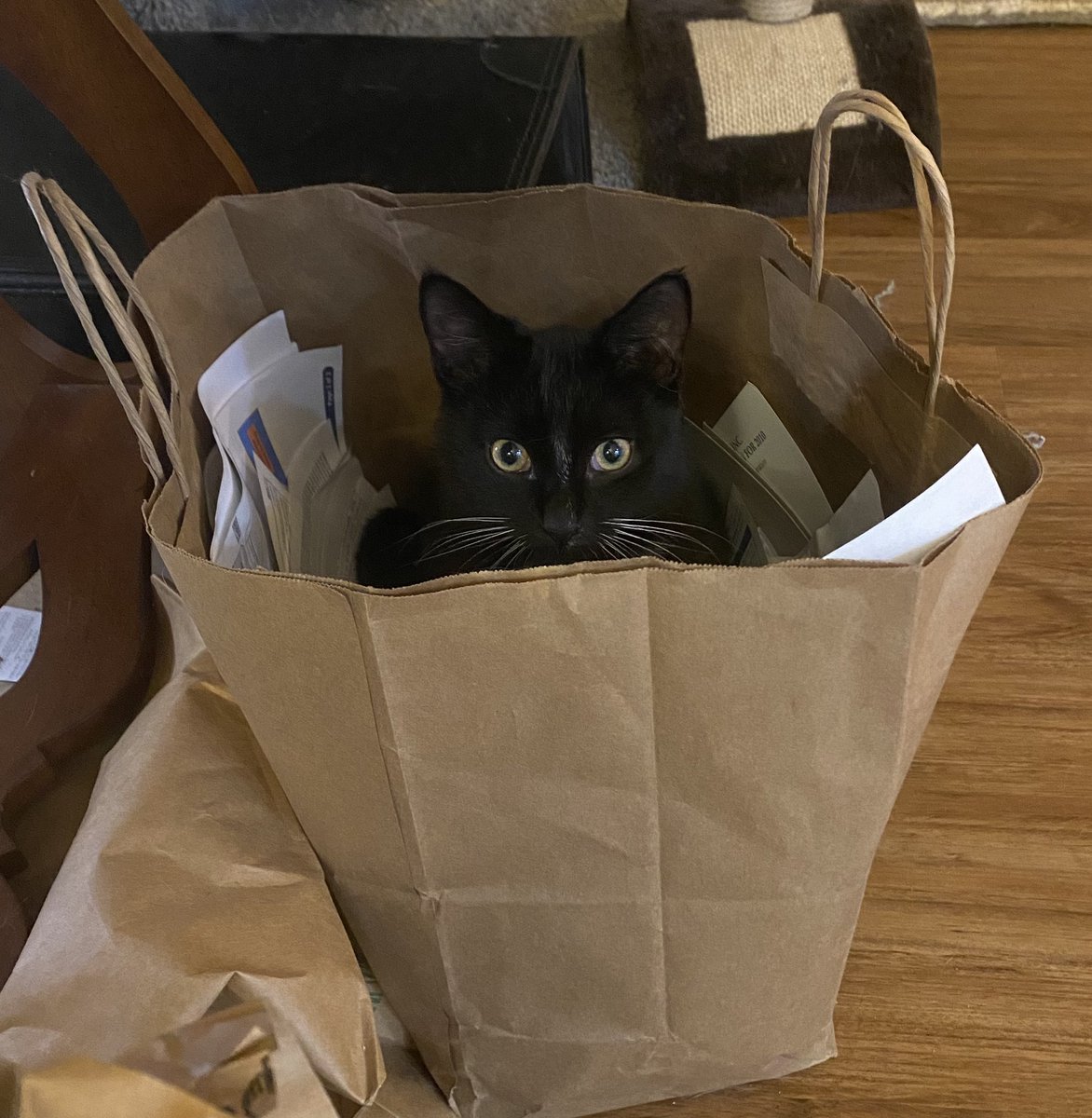 The intern is doing it wrong. We rate boxes here, not bags. 0/10 because not box #catsinboxes not #catsinbags