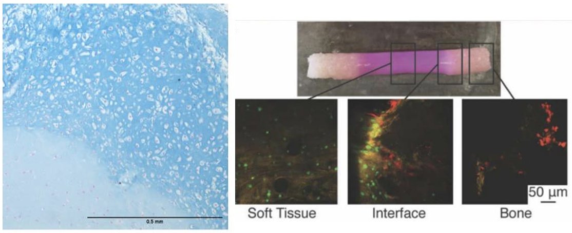 The Bonassar Lab is seeking undergraduates interested in investigating the effects of growth factor gradients on the meniscus to bone attachment. We are looking for one student to join our team! Check out our lab website if interested: …ssar.research.engineering.cornell.edu/files/2024/02/…