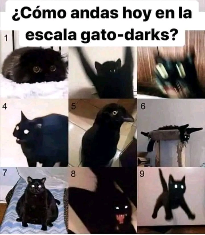 Tio Felino (Leo) tweet media